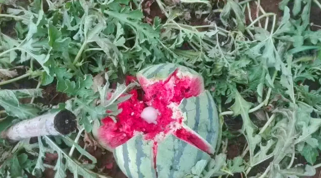 1499908190867484.png 1499908190867484.png